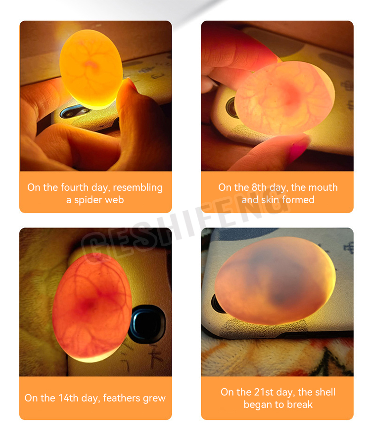 Egg Incubator(孵蛋器)