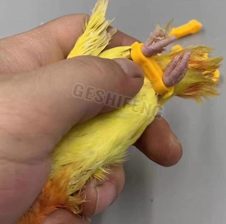 [NEW]Parrot corrector