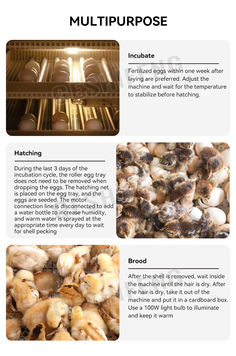Egg Incubator(孵蛋器)